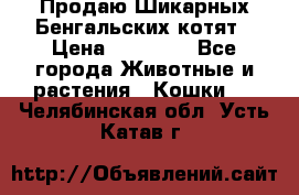 Продаю Шикарных Бенгальских котят › Цена ­ 17 000 - Все города Животные и растения » Кошки   . Челябинская обл.,Усть-Катав г.